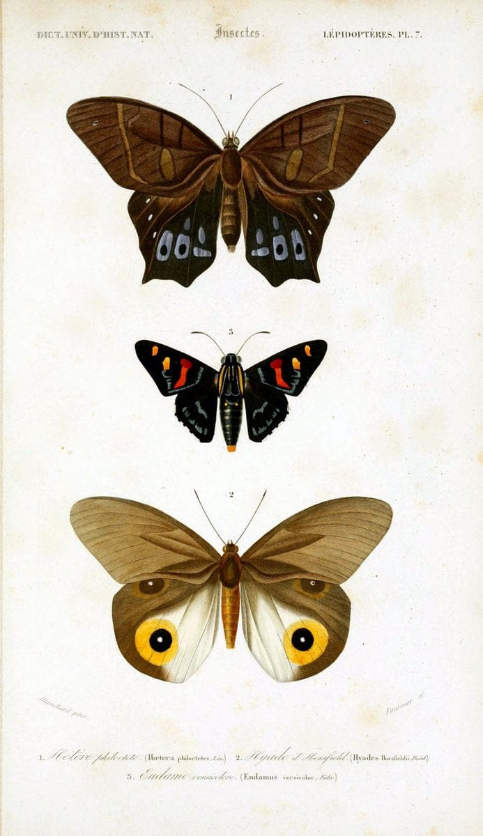 Dictionnaire universel d'histoire naturelle :.Paris:Chez les editeurs MM. Renard, Martinet et cie, rue et Hotel Mignon, 2 ; et chez Langlois et Leclercq, rue de la Harpe | Vintage Reproduction 470205