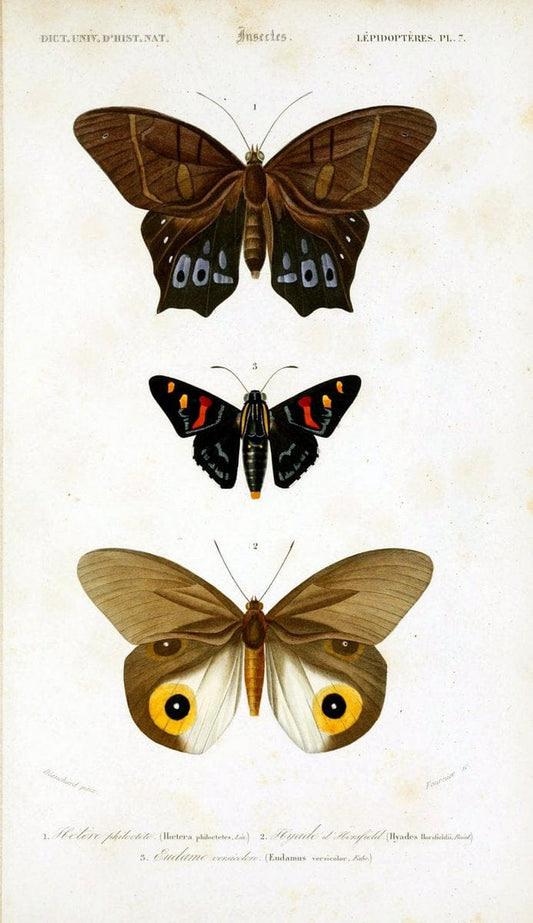 Dictionnaire universel d'histoire naturelle :.Paris:Chez les editeurs MM. Renard, Martinet et cie, rue et Hotel Mignon, 2 ; et chez Langlois et Leclercq, rue de la Harpe | Vintage Reproduction 470205
