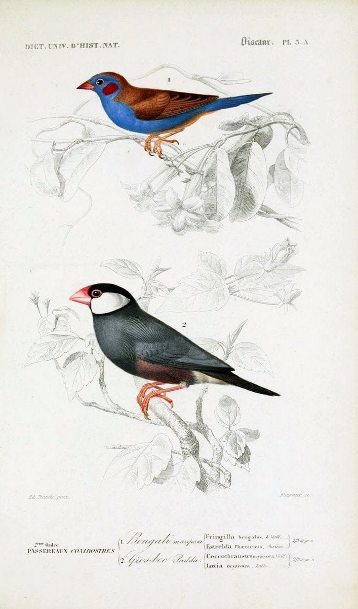 Dictionnaire universel d'histoire naturelle :.Paris:Chez les editeurs MM. Renard, Martinet et cie, rue et Hotel Mignon, 2 ; et chez Langlois et Leclercq, rue de la Harpe | Vintage Reproduction 470206