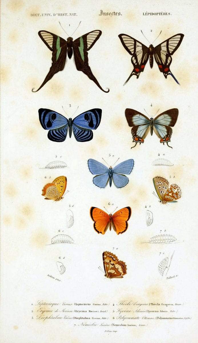 Dictionnaire universel d'histoire naturelle :.Paris:Chez les editeurs MM. Renard, Martinet et cie, rue et Hotel Mignon, 2 ; et chez Langlois et Leclercq, rue de la Harpe | Vintage Reproduction 470207