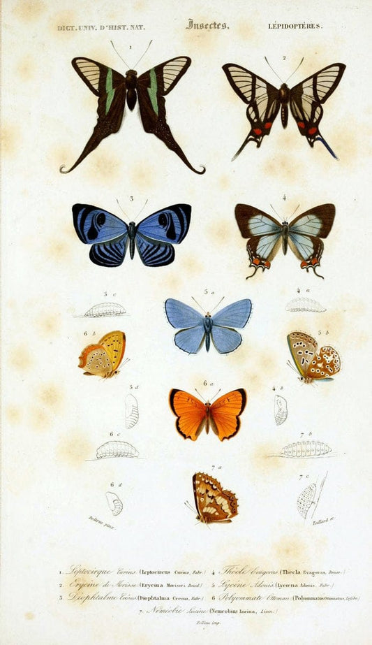 Dictionnaire universel d'histoire naturelle :.Paris:Chez les editeurs MM. Renard, Martinet et cie, rue et Hotel Mignon, 2 ; et chez Langlois et Leclercq, rue de la Harpe | Vintage Reproduction 470207