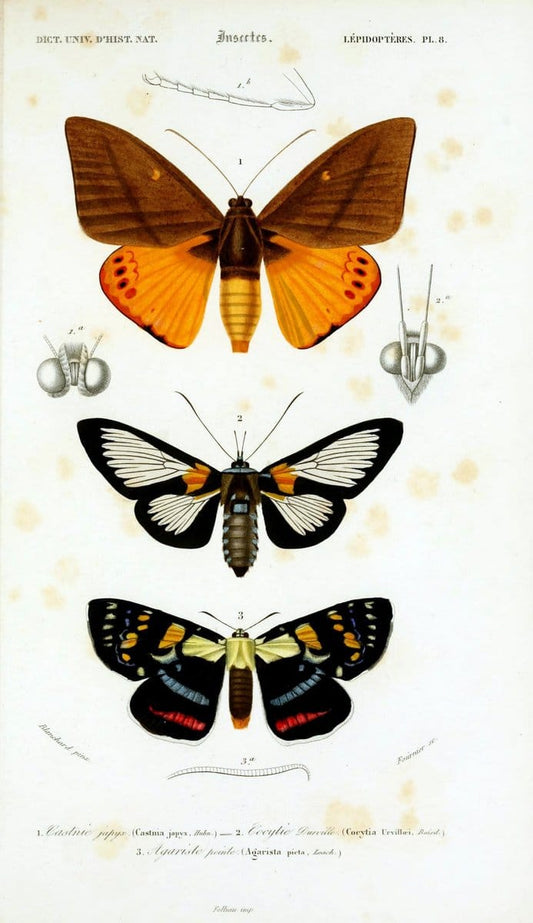 Dictionnaire universel d'histoire naturelle :.Paris:Chez les editeurs MM. Renard, Martinet et cie, rue et Hotel Mignon, 2 ; et chez Langlois et Leclercq, rue de la Harpe | Vintage Reproduction 470209