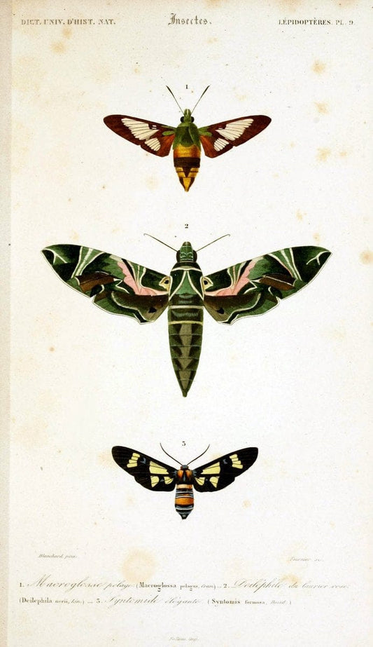 Dictionnaire universel d'histoire naturelle :.Paris:Chez les editeurs MM. Renard, Martinet et cie, rue et Hotel Mignon, 2 ; et chez Langlois et Leclercq, rue de la Harpe | Vintage Reproduction 470210