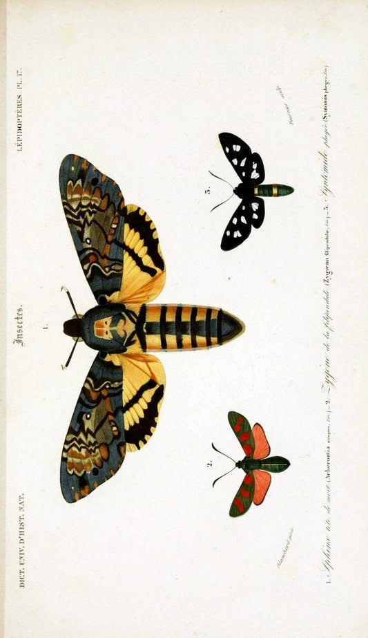 Dictionnaire universel d'histoire naturelle :.Paris:Chez les editeurs MM. Renard, Martinet et cie, rue et Hotel Mignon, 2 ; et chez Langlois et Leclercq, rue de la Harpe | Vintage Reproduction 470211