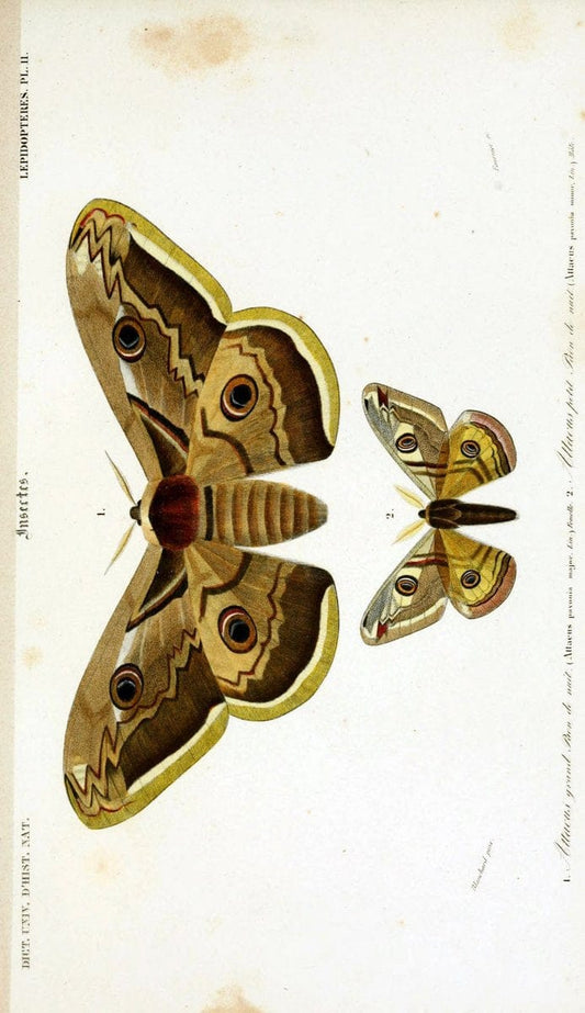 Dictionnaire universel d'histoire naturelle :.Paris:Chez les editeurs MM. Renard, Martinet et cie, rue et Hotel Mignon, 2 ; et chez Langlois et Leclercq, rue de la Harpe | Vintage Reproduction 470213