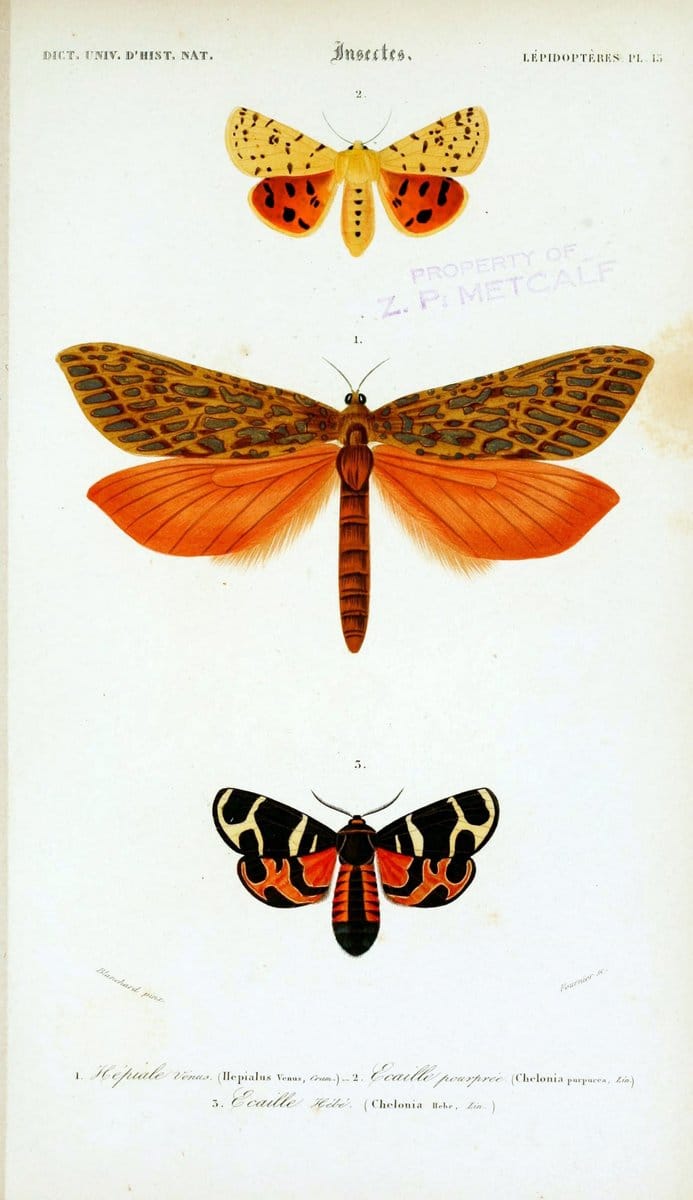 Dictionnaire universel d'histoire naturelle :.Paris:Chez les editeurs MM. Renard, Martinet et cie, rue et Hotel Mignon, 2 ; et chez Langlois et Leclercq, rue de la Harpe | Vintage Reproduction 470214