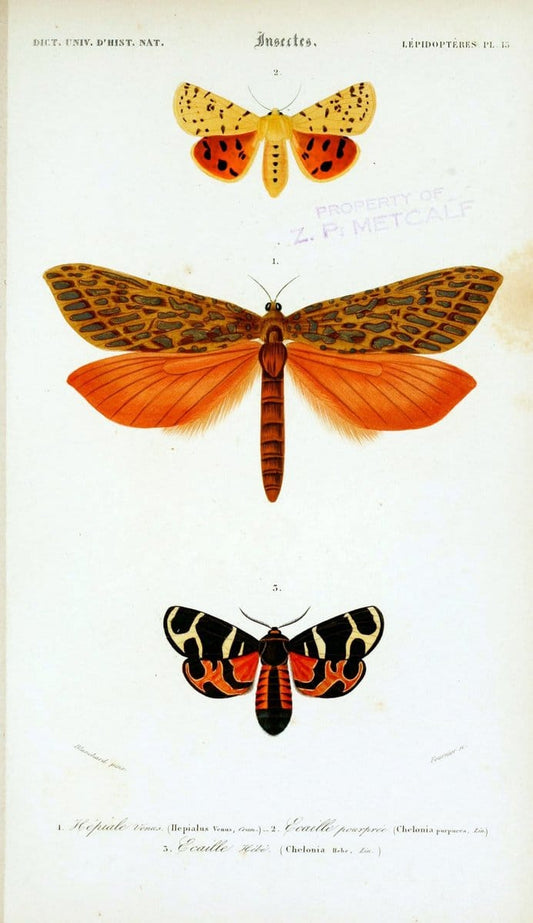 Dictionnaire universel d'histoire naturelle :.Paris:Chez les editeurs MM. Renard, Martinet et cie, rue et Hotel Mignon, 2 ; et chez Langlois et Leclercq, rue de la Harpe | Vintage Reproduction 470214