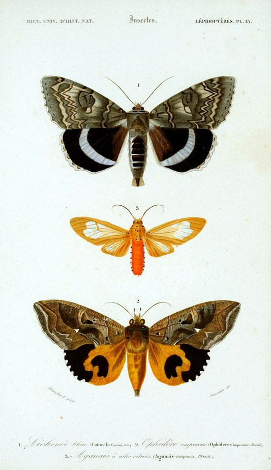 Dictionnaire universel d'histoire naturelle :.Paris:Chez les editeurs MM. Renard, Martinet et cie, rue et Hotel Mignon, 2 ; et chez Langlois et Leclercq, rue de la Harpe | Vintage Reproduction 470215