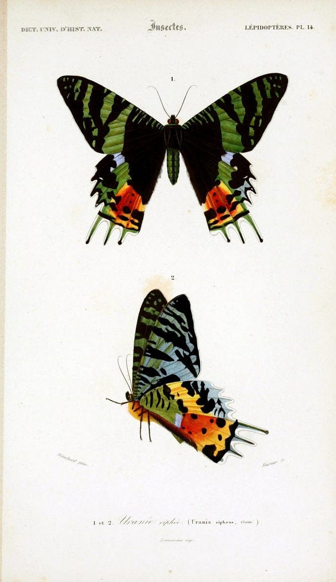 Dictionnaire universel d'histoire naturelle :.Paris:Chez les editeurs MM. Renard, Martinet et cie, rue et Hotel Mignon, 2 ; et chez Langlois et Leclercq, rue de la Harpe | Vintage Reproduction 470216