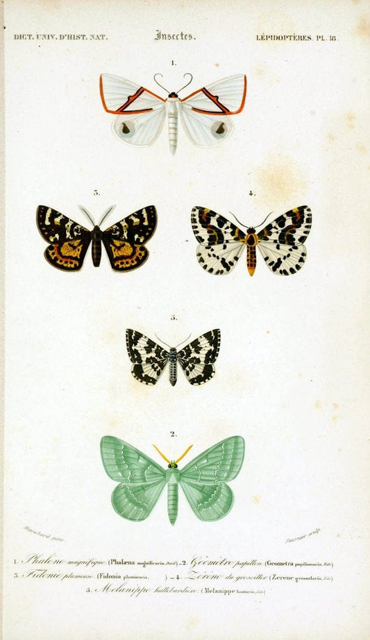 Dictionnaire universel d'histoire naturelle :.Paris:Chez les editeurs MM. Renard, Martinet et cie, rue et Hotel Mignon, 2 ; et chez Langlois et Leclercq, rue de la Harpe | Vintage Reproduction 470217