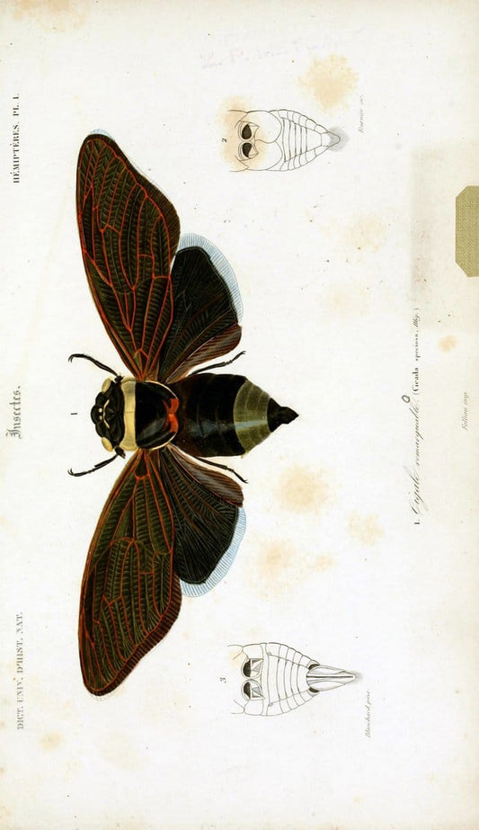 Dictionnaire universel d'histoire naturelle :.Paris:Chez les editeurs MM. Renard, Martinet et cie, rue et Hotel Mignon, 2 ; et chez Langlois et Leclercq, rue de la Harpe | Vintage Reproduction 470218