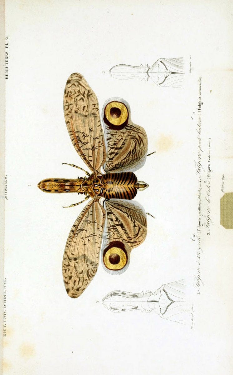 Dictionnaire universel d'histoire naturelle :.Paris:Chez les editeurs MM. Renard, Martinet et cie, rue et Hotel Mignon, 2 ; et chez Langlois et Leclercq, rue de la Harpe | Vintage Reproduction 470219