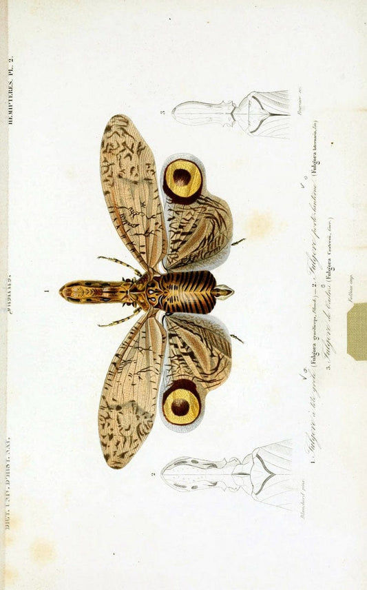 Dictionnaire universel d'histoire naturelle :.Paris:Chez les editeurs MM. Renard, Martinet et cie, rue et Hotel Mignon, 2 ; et chez Langlois et Leclercq, rue de la Harpe | Vintage Reproduction 470219