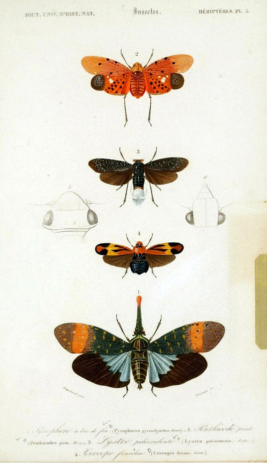 Dictionnaire universel d'histoire naturelle :.Paris:Chez les editeurs MM. Renard, Martinet et cie, rue et Hotel Mignon, 2 ; et chez Langlois et Leclercq, rue de la Harpe | Vintage Reproduction 470220