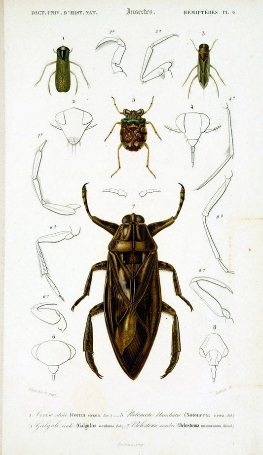 Dictionnaire universel d'histoire naturelle :.Paris:Chez les editeurs MM. Renard, Martinet et cie, rue et Hotel Mignon, 2 ; et chez Langlois et Leclercq, rue de la Harpe | Vintage Reproduction 470221
