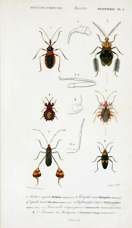 Dictionnaire universel d'histoire naturelle :.Paris:Chez les editeurs MM. Renard, Martinet et cie, rue et Hotel Mignon, 2 ; et chez Langlois et Leclercq, rue de la Harpe | Vintage Reproduction 470222