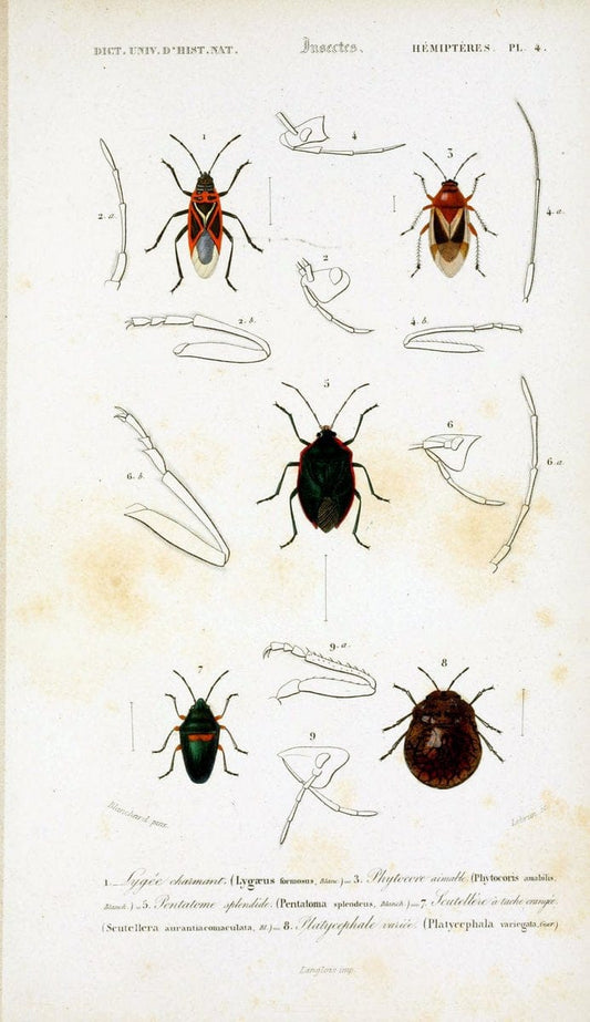 Dictionnaire universel d'histoire naturelle :.Paris:Chez les editeurs MM. Renard, Martinet et cie, rue et Hotel Mignon, 2 ; et chez Langlois et Leclercq, rue de la Harpe | Vintage Reproduction 470223