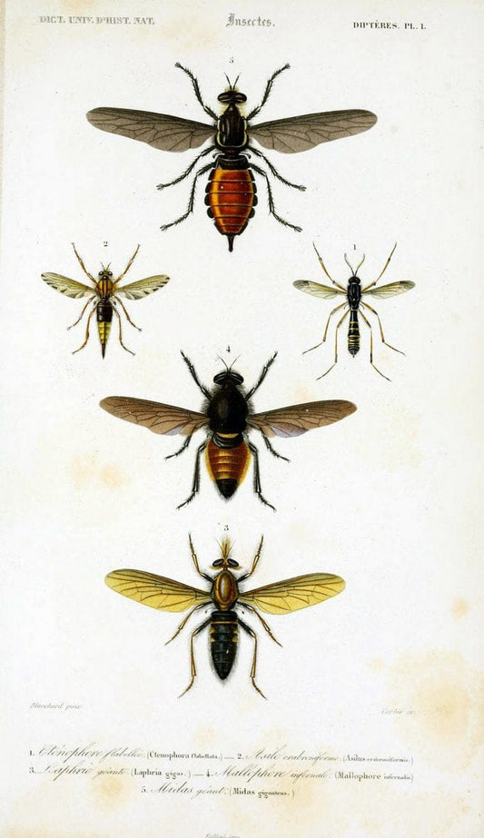 Dictionnaire universel d'histoire naturelle :.Paris:Chez les editeurs MM. Renard, Martinet et cie, rue et Hotel Mignon, 2 ; et chez Langlois et Leclercq, rue de la Harpe | Vintage Reproduction 470224