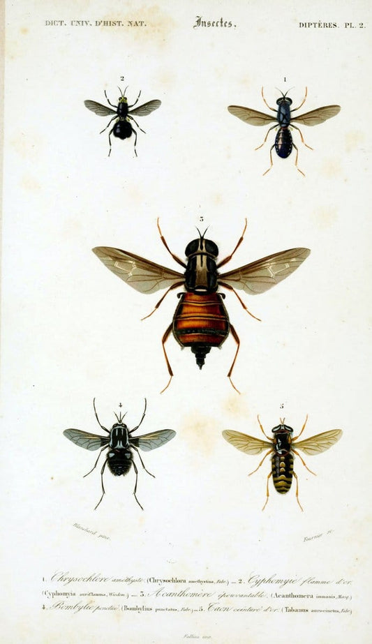 Dictionnaire universel d'histoire naturelle :.Paris:Chez les editeurs MM. Renard, Martinet et cie, rue et Hotel Mignon, 2 ; et chez Langlois et Leclercq, rue de la Harpe | Vintage Reproduction 470225