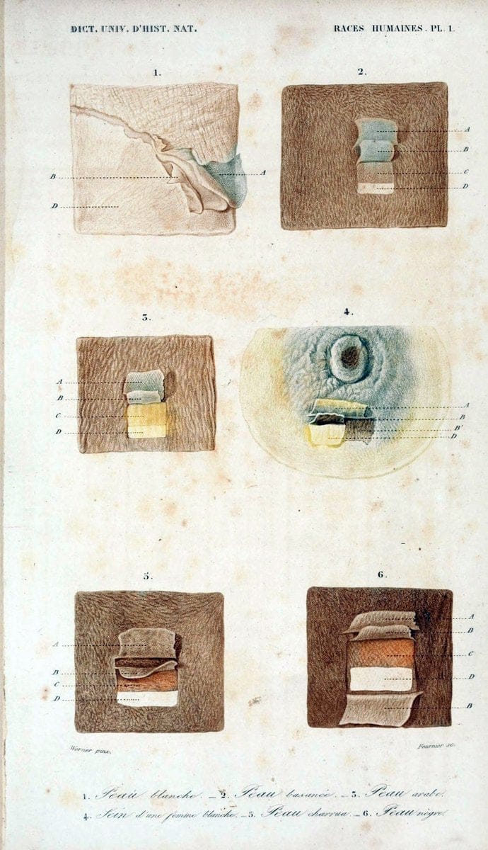 Dictionnaire universel d'histoire naturelle :.Paris:Chez les editeurs MM. Renard, Martinet et cie, rue et Hotel Mignon, 2 ; et chez Langlois et Leclercq, rue de la Harpe | Vintage Reproduction 470226