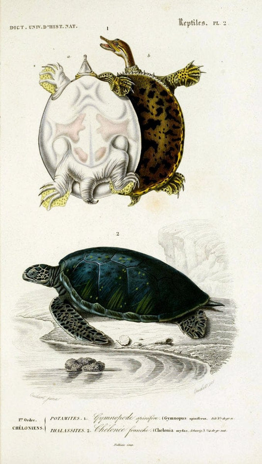 Dictionnaire universel d'histoire naturelle :.Paris:Chez les editeurs MM. Renard, Martinet et cie, rue et Hotel Mignon, 2 ; et chez Langlois et Leclercq, rue de la Harpe | Vintage Reproduction 470231