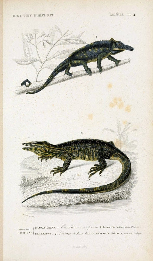 Dictionnaire universel d'histoire naturelle :.Paris:Chez les editeurs MM. Renard, Martinet et cie, rue et Hotel Mignon, 2 ; et chez Langlois et Leclercq, rue de la Harpe | Vintage Reproduction 470234