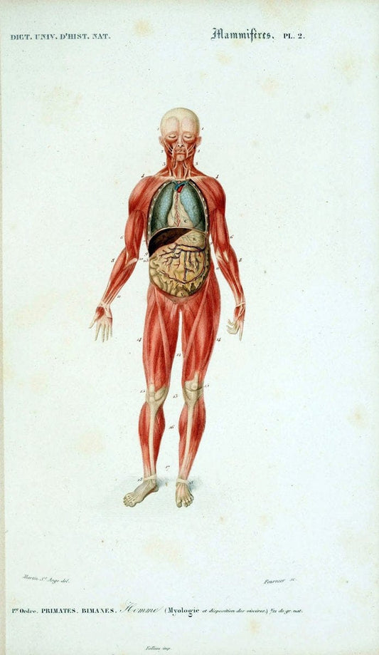 Dictionnaire universel d'histoire naturelle :.Paris:Chez les editeurs MM. Renard, Martinet et cie, rue et Hotel Mignon, 2 ; et chez Langlois et Leclercq, rue de la Harpe | Vintage Reproduction 470236