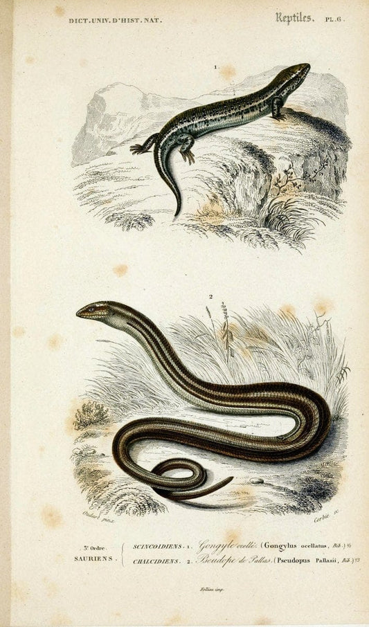 Dictionnaire universel d'histoire naturelle :.Paris:Chez les editeurs MM. Renard, Martinet et cie, rue et Hotel Mignon, 2 ; et chez Langlois et Leclercq, rue de la Harpe | Vintage Reproduction 470237