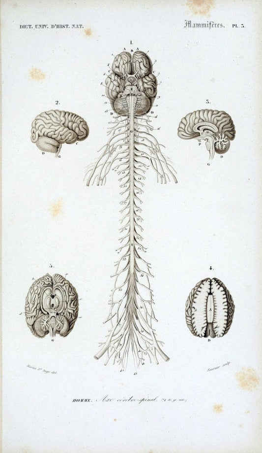 Dictionnaire universel d'histoire naturelle :.Paris:Chez les editeurs MM. Renard, Martinet et cie, rue et Hotel Mignon, 2 ; et chez Langlois et Leclercq, rue de la Harpe | Vintage Reproduction 470238