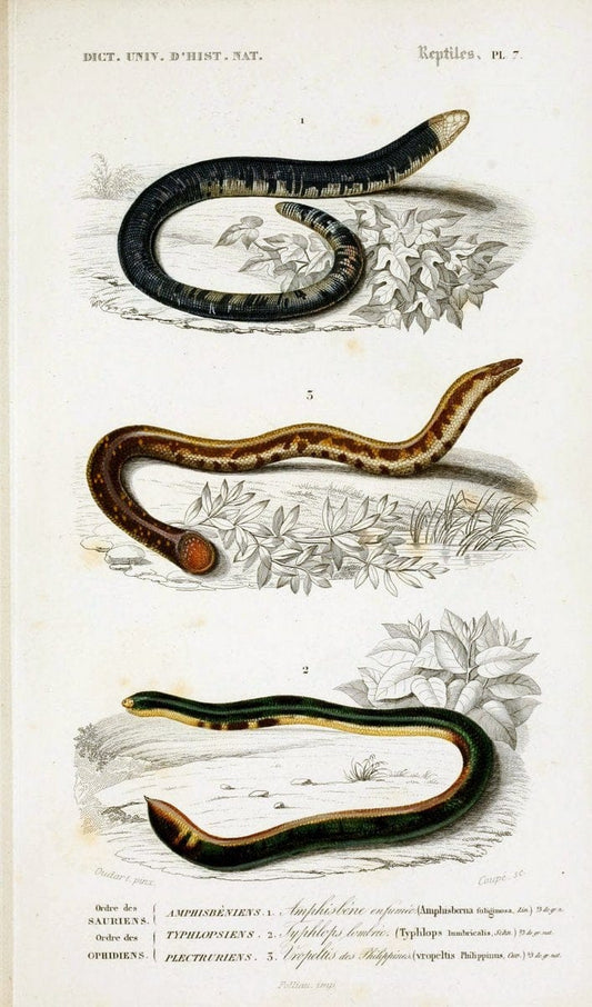Dictionnaire universel d'histoire naturelle :.Paris:Chez les editeurs MM. Renard, Martinet et cie, rue et Hotel Mignon, 2 ; et chez Langlois et Leclercq, rue de la Harpe | Vintage Reproduction 470239