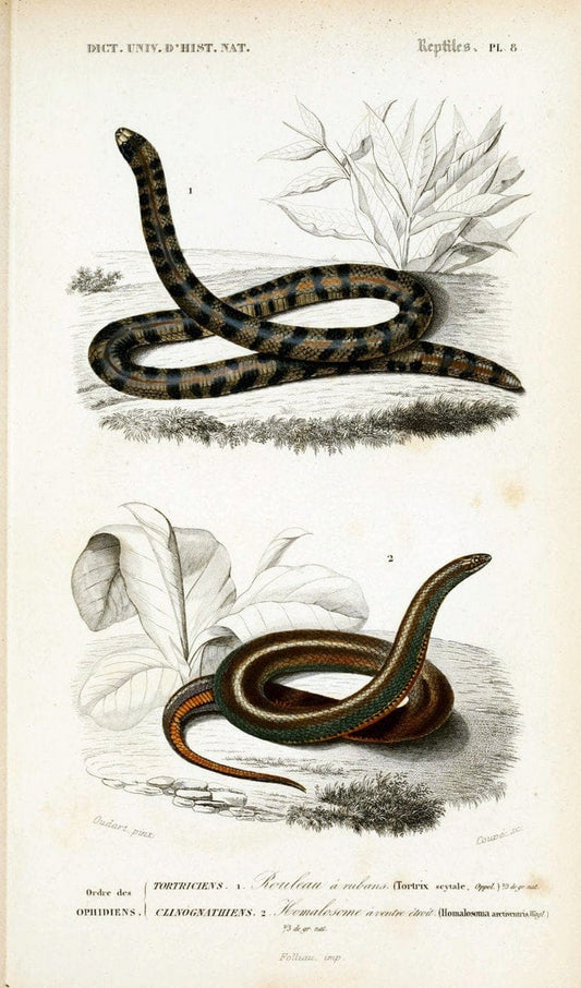 Dictionnaire universel d'histoire naturelle :.Paris:Chez les editeurs MM. Renard, Martinet et cie, rue et Hotel Mignon, 2 ; et chez Langlois et Leclercq, rue de la Harpe | Vintage Reproduction 470240