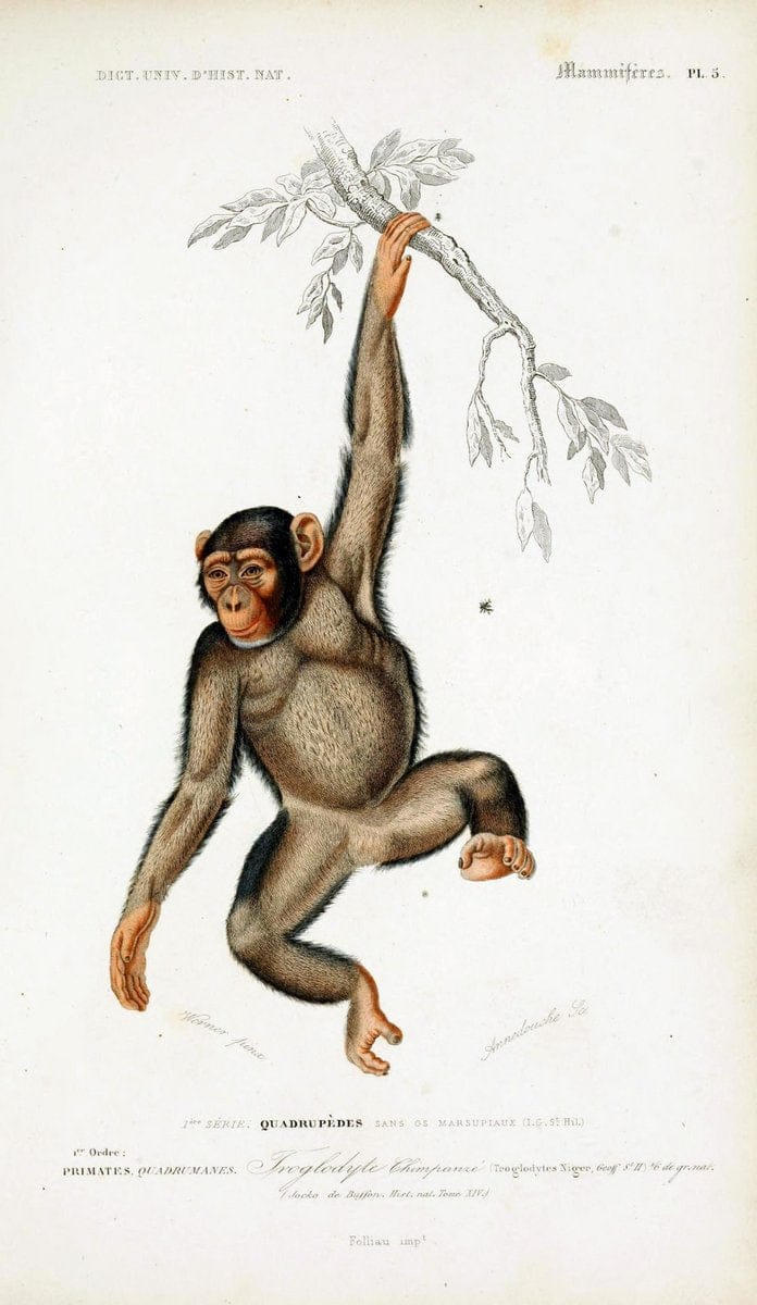 Dictionnaire universel d'histoire naturelle :.Paris:Chez les editeurs MM. Renard, Martinet et cie, rue et Hotel Mignon, 2 ; et chez Langlois et Leclercq, rue de la Harpe | Vintage Reproduction 470241