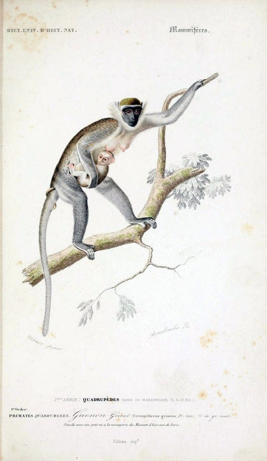 Dictionnaire universel d'histoire naturelle :.Paris:Chez les editeurs MM. Renard, Martinet et cie, rue et Hotel Mignon, 2 ; et chez Langlois et Leclercq, rue de la Harpe | Vintage Reproduction 470243