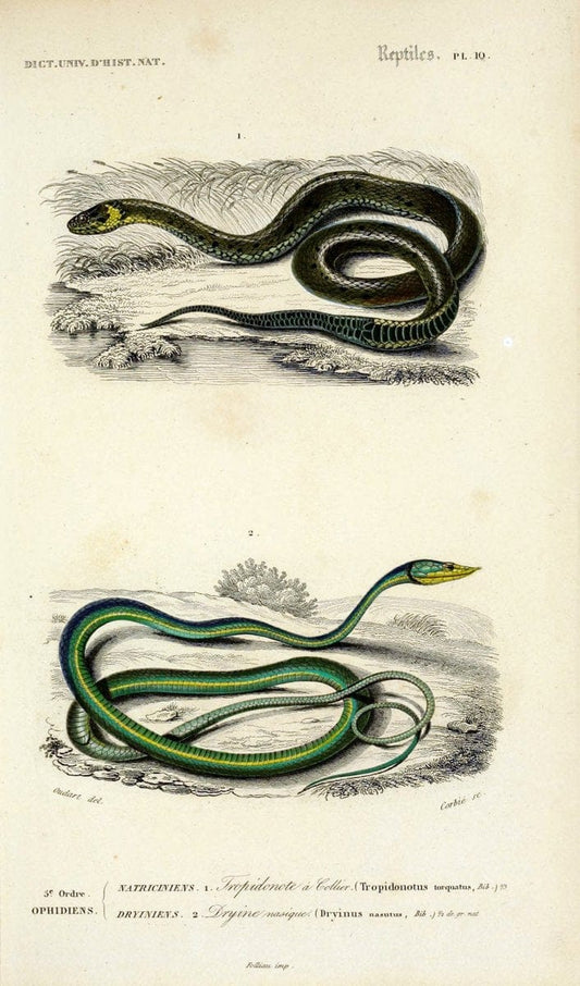 Dictionnaire universel d'histoire naturelle :.Paris:Chez les editeurs MM. Renard, Martinet et cie, rue et Hotel Mignon, 2 ; et chez Langlois et Leclercq, rue de la Harpe | Vintage Reproduction 470244