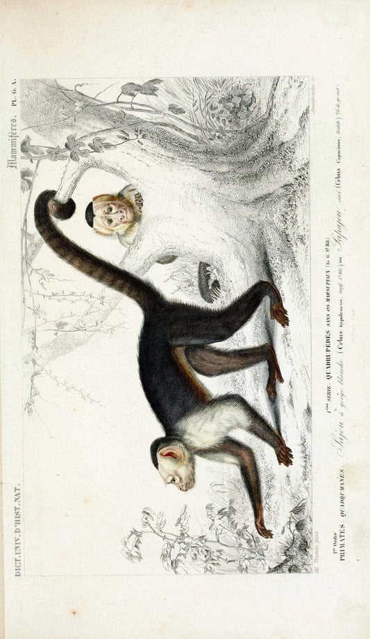 Dictionnaire universel d'histoire naturelle :.Paris:Chez les editeurs MM. Renard, Martinet et cie, rue et Hotel Mignon, 2 ; et chez Langlois et Leclercq, rue de la Harpe | Vintage Reproduction 470245