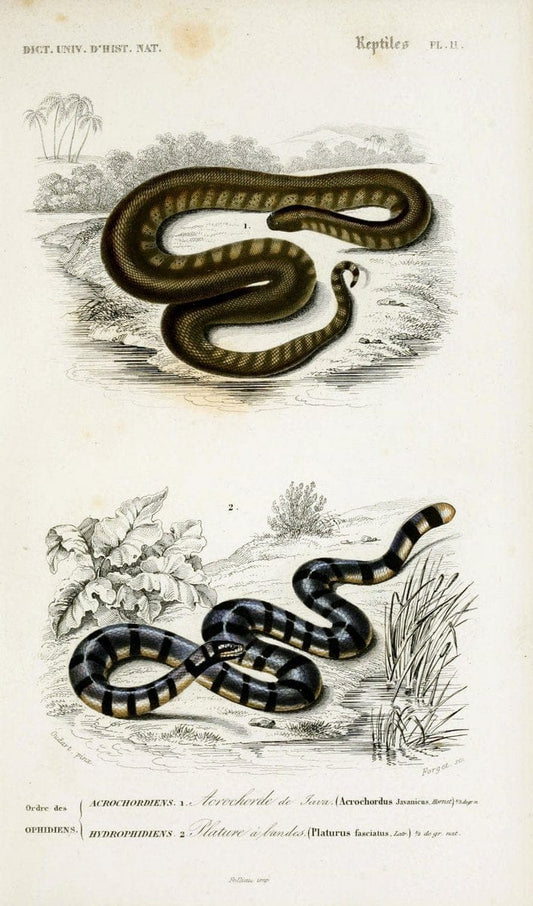 Dictionnaire universel d'histoire naturelle :.Paris:Chez les editeurs MM. Renard, Martinet et cie, rue et Hotel Mignon, 2 ; et chez Langlois et Leclercq, rue de la Harpe | Vintage Reproduction 470246