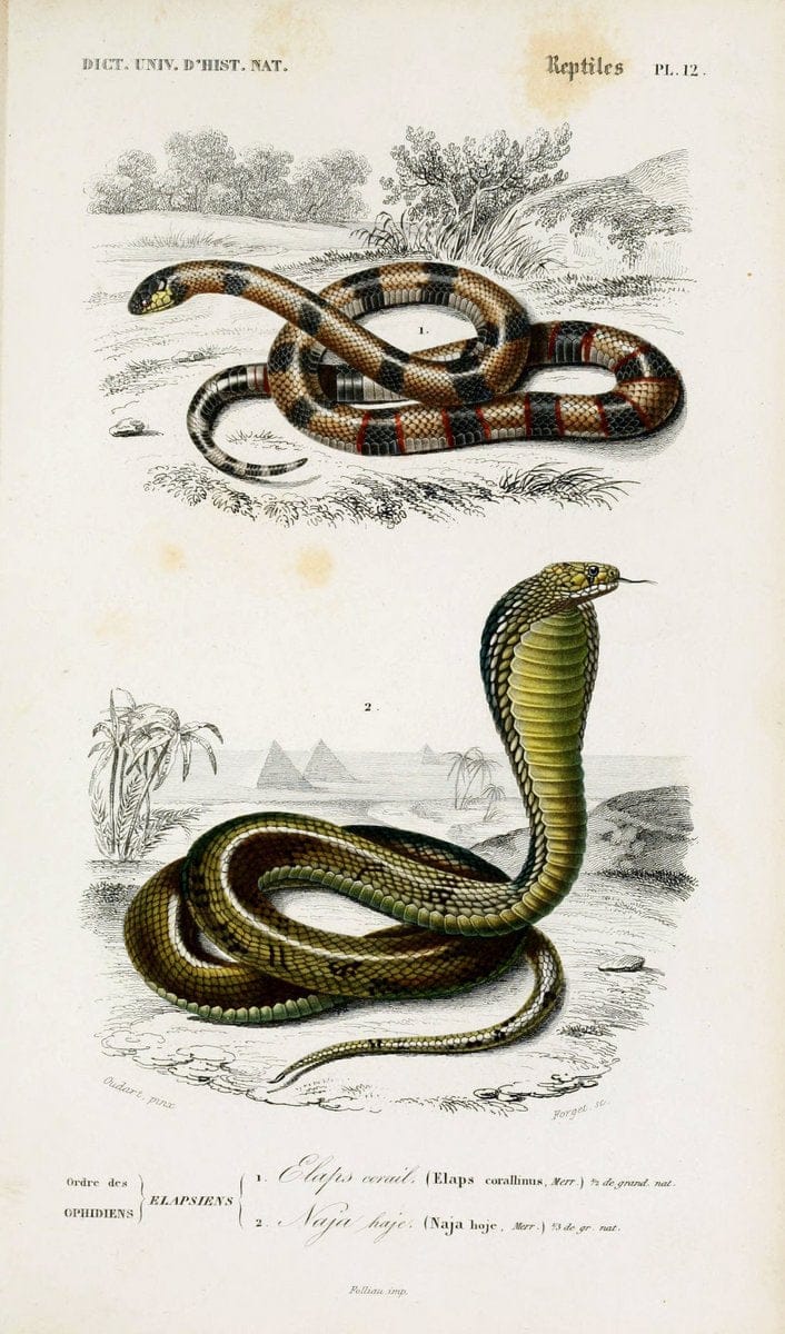 Dictionnaire universel d'histoire naturelle :.Paris:Chez les editeurs MM. Renard, Martinet et cie, rue et Hotel Mignon, 2 ; et chez Langlois et Leclercq, rue de la Harpe | Vintage Reproduction 470248