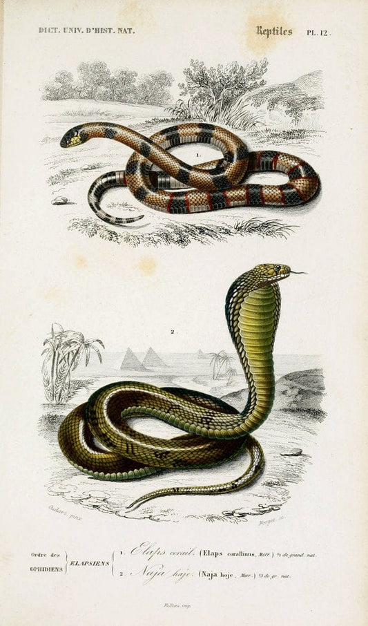Dictionnaire universel d'histoire naturelle :.Paris:Chez les editeurs MM. Renard, Martinet et cie, rue et Hotel Mignon, 2 ; et chez Langlois et Leclercq, rue de la Harpe | Vintage Reproduction 470248