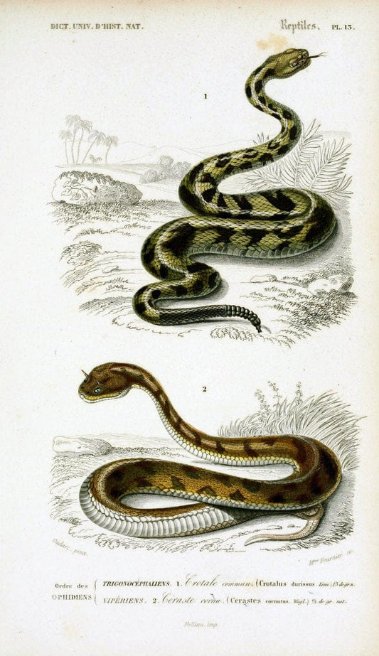 Dictionnaire universel d'histoire naturelle :.Paris:Chez les editeurs MM. Renard, Martinet et cie, rue et Hotel Mignon, 2 ; et chez Langlois et Leclercq, rue de la Harpe | Vintage Reproduction 470250