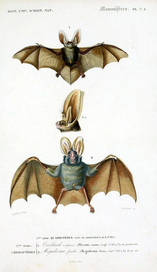 Dictionnaire universel d'histoire naturelle :.Paris:Chez les editeurs MM. Renard, Martinet et cie, rue et Hotel Mignon, 2 ; et chez Langlois et Leclercq, rue de la Harpe | Vintage Reproduction 470251