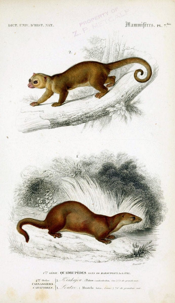 Dictionnaire universel d'histoire naturelle :.Paris:Chez les editeurs MM. Renard, Martinet et cie, rue et Hotel Mignon, 2 ; et chez Langlois et Leclercq, rue de la Harpe | Vintage Reproduction 470253