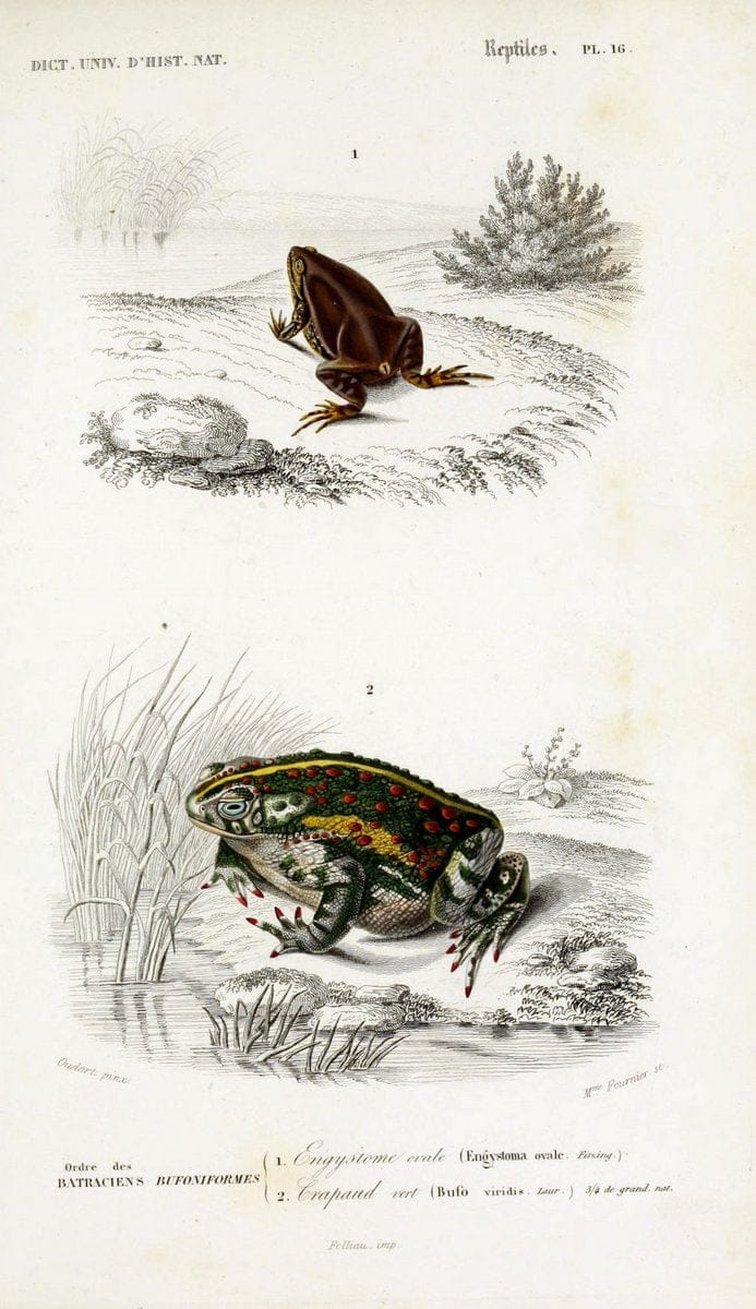 Dictionnaire universel d'histoire naturelle :.Paris:Chez les editeurs MM. Renard, Martinet et cie, rue et Hotel Mignon, 2 ; et chez Langlois et Leclercq, rue de la Harpe | Vintage Reproduction 470254
