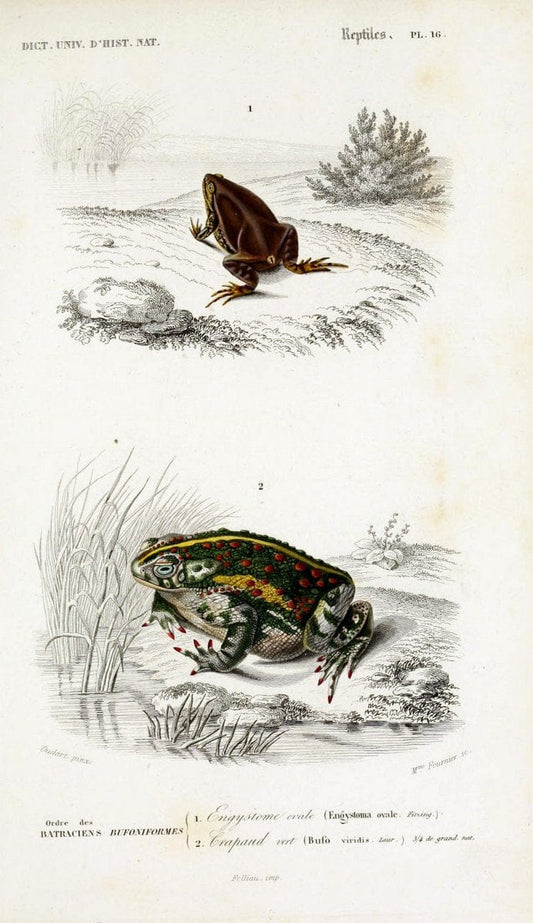 Dictionnaire universel d'histoire naturelle :.Paris:Chez les editeurs MM. Renard, Martinet et cie, rue et Hotel Mignon, 2 ; et chez Langlois et Leclercq, rue de la Harpe | Vintage Reproduction 470254