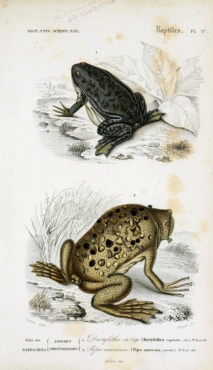 Dictionnaire universel d'histoire naturelle :.Paris:Chez les editeurs MM. Renard, Martinet et cie, rue et Hotel Mignon, 2 ; et chez Langlois et Leclercq, rue de la Harpe | Vintage Reproduction 470255