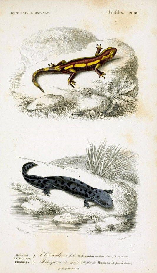 Dictionnaire universel d'histoire naturelle :.Paris:Chez les editeurs MM. Renard, Martinet et cie, rue et Hotel Mignon, 2 ; et chez Langlois et Leclercq, rue de la Harpe | Vintage Reproduction 470256