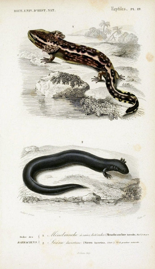 Dictionnaire universel d'histoire naturelle :.Paris:Chez les editeurs MM. Renard, Martinet et cie, rue et Hotel Mignon, 2 ; et chez Langlois et Leclercq, rue de la Harpe | Vintage Reproduction 470258