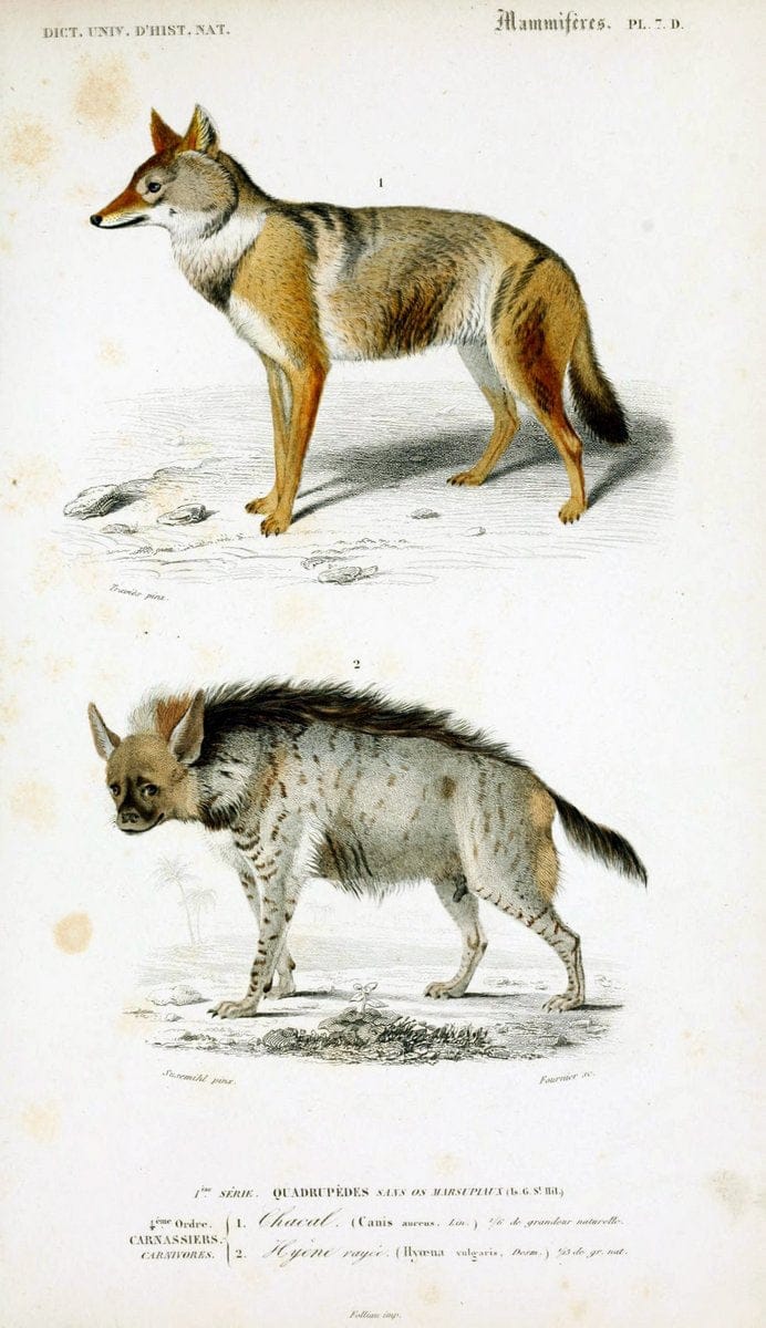 Dictionnaire universel d'histoire naturelle :.Paris:Chez les editeurs MM. Renard, Martinet et cie, rue et Hotel Mignon, 2 ; et chez Langlois et Leclercq, rue de la Harpe | Vintage Reproduction 470259