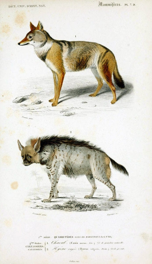 Dictionnaire universel d'histoire naturelle :.Paris:Chez les editeurs MM. Renard, Martinet et cie, rue et Hotel Mignon, 2 ; et chez Langlois et Leclercq, rue de la Harpe | Vintage Reproduction 470259