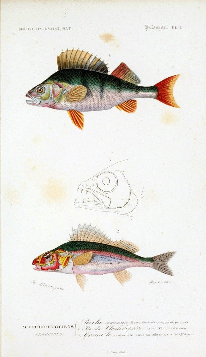 Dictionnaire universel d'histoire naturelle :.Paris:Chez les editeurs MM. Renard, Martinet et cie, rue et Hotel Mignon, 2 ; et chez Langlois et Leclercq, rue de la Harpe | Vintage Reproduction 470261