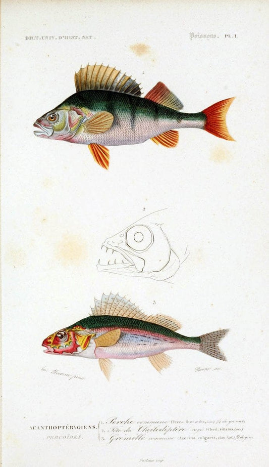 Dictionnaire universel d'histoire naturelle :.Paris:Chez les editeurs MM. Renard, Martinet et cie, rue et Hotel Mignon, 2 ; et chez Langlois et Leclercq, rue de la Harpe | Vintage Reproduction 470261